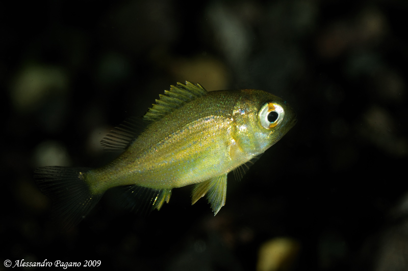 juvenile Chromis chromis